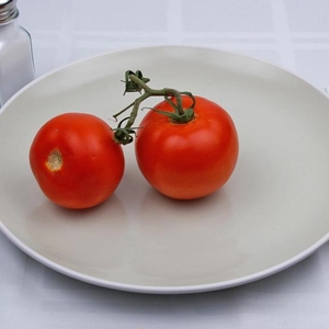 گوجه فرنگی روم