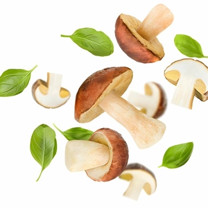 قارچ جنگلی یا راش موش