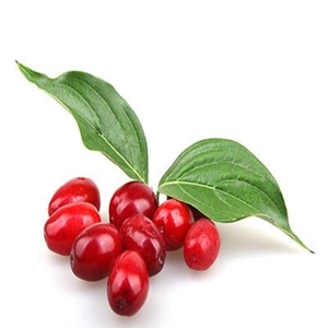 زغال اخته، خام